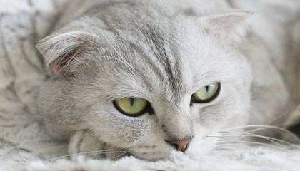 曼联这是奔着争冠去啊?2.3亿买前锋只是开始,还要再买多纳鲁马