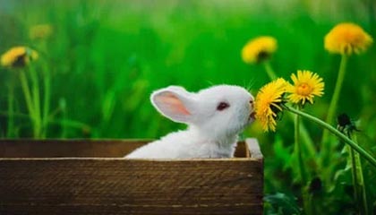 意甲媒体:米兰向弗拉霍维奇提出1000万+本纳塞尔的报价,尤文反应冷淡